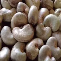 Cashew seed
